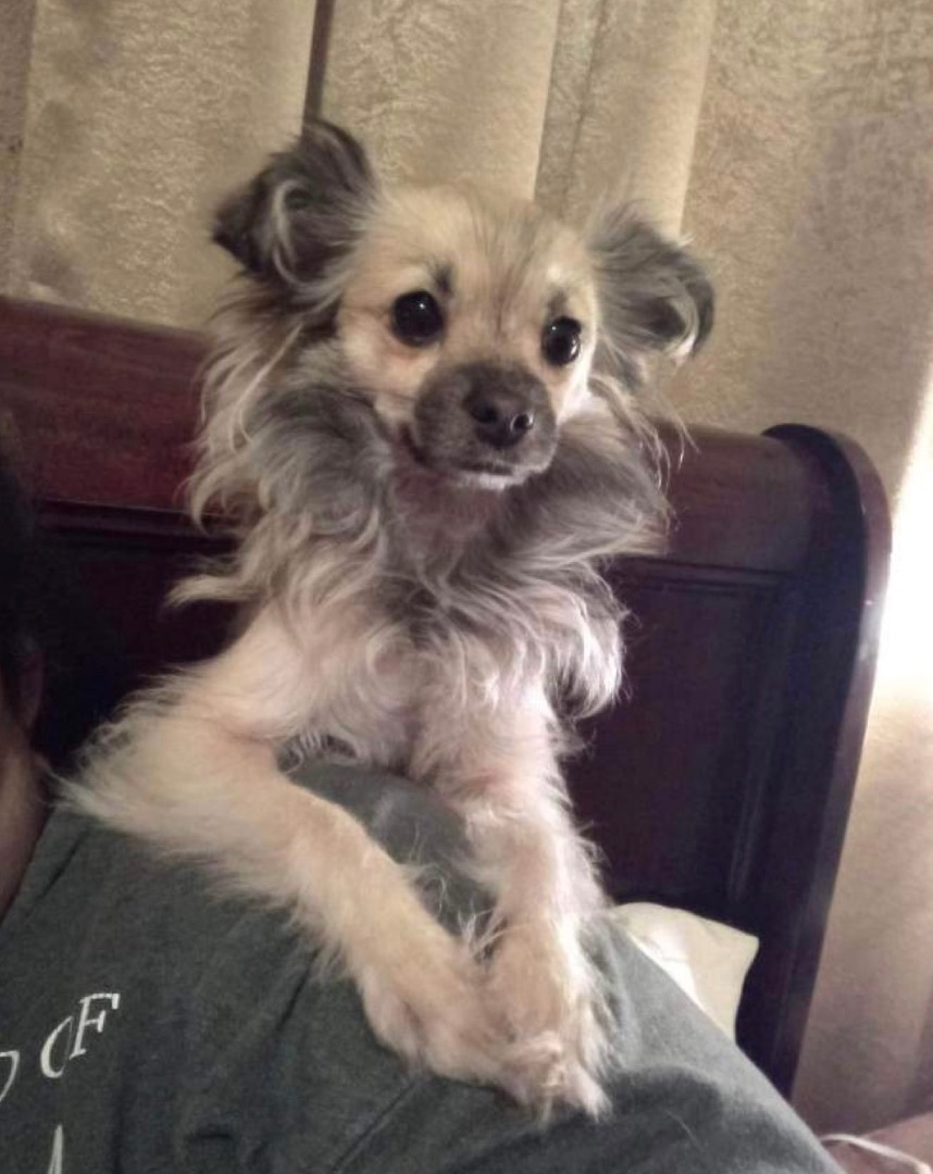 Pippa, an adoptable Papillon, Chinese Crested Dog in Ramona, CA, 92065 | Photo Image 6