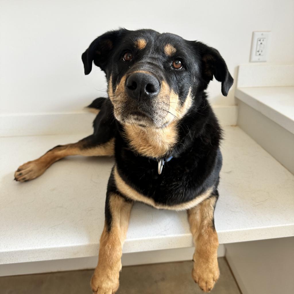 Roxy, an adoptable Rottweiler in Kanab, UT, 84741 | Photo Image 1