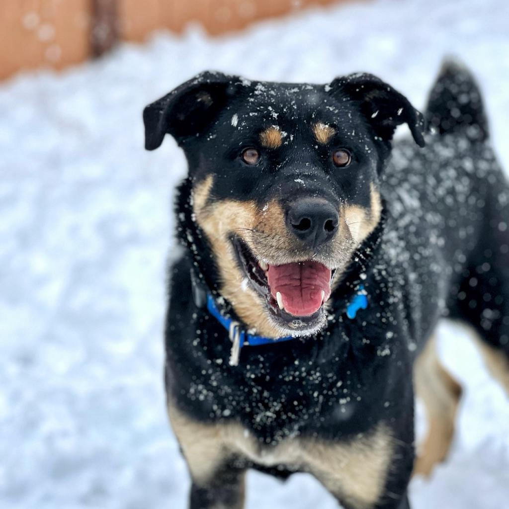 Roxy, an adoptable Rottweiler in Kanab, UT, 84741 | Photo Image 1