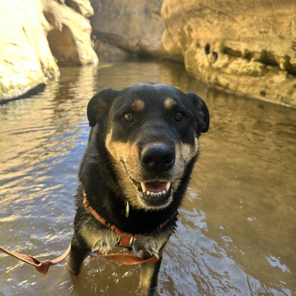 Roxy, an adoptable Rottweiler in Kanab, UT, 84741 | Photo Image 2