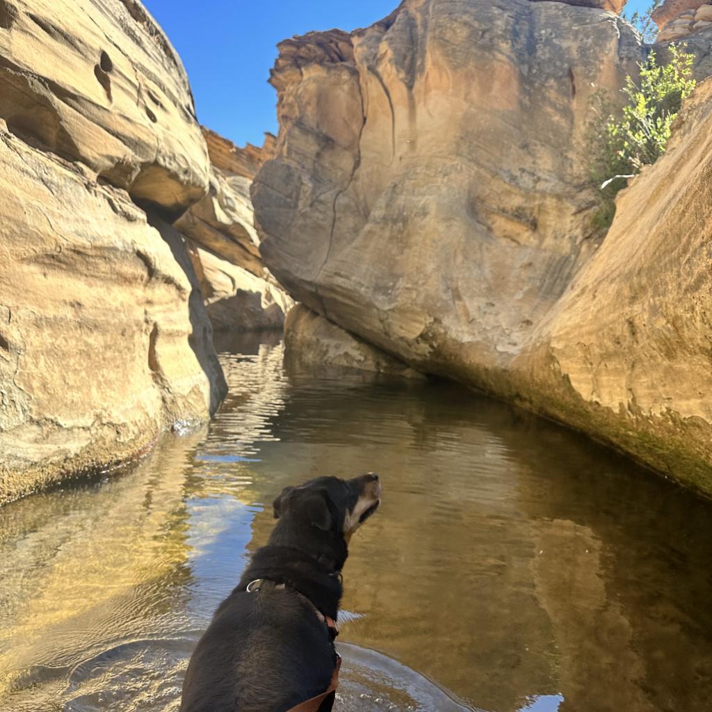 Roxy, an adoptable Rottweiler in Kanab, UT, 84741 | Photo Image 3