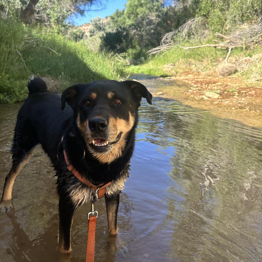 Roxy, an adoptable Rottweiler in Kanab, UT, 84741 | Photo Image 5