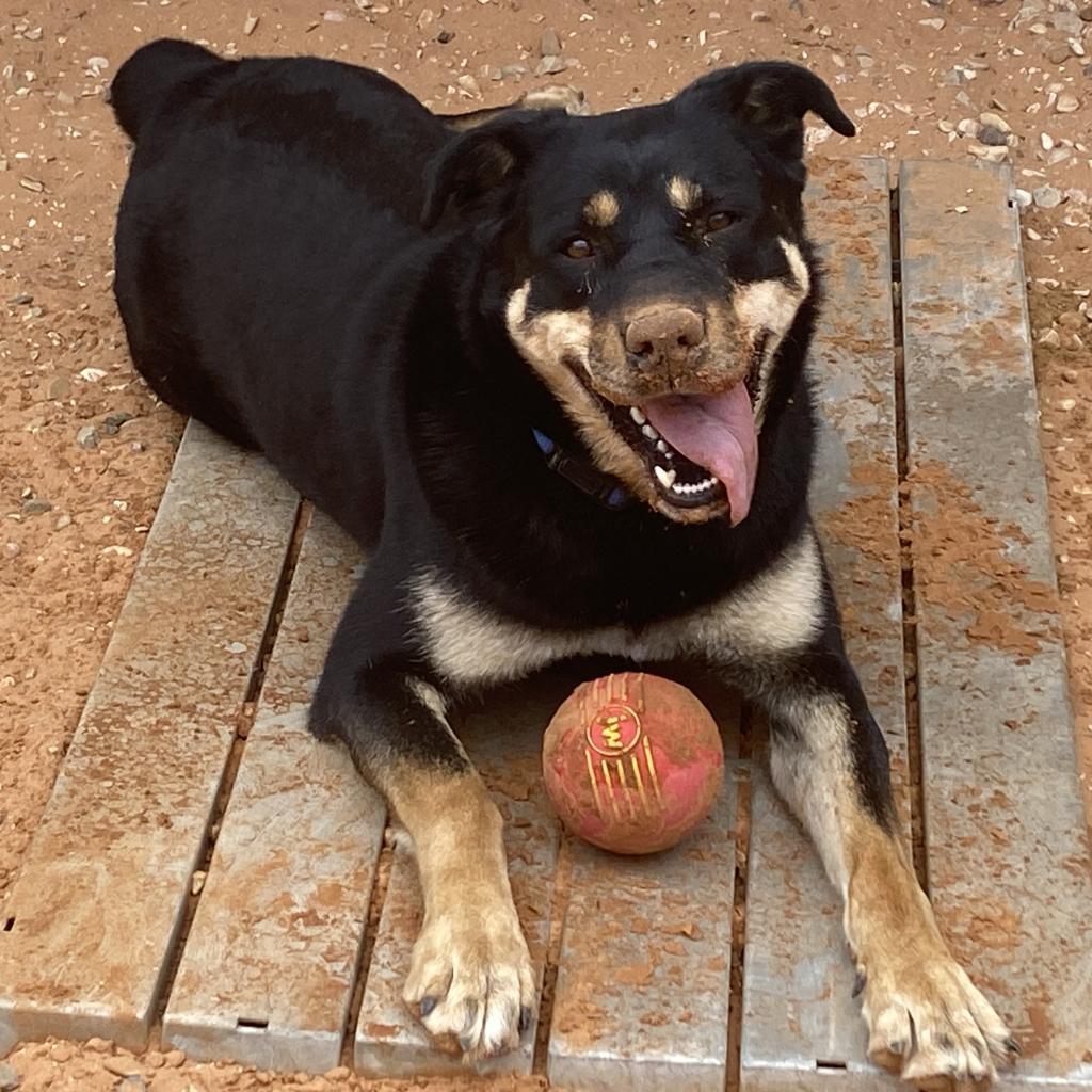 Roxy, an adoptable Rottweiler in Kanab, UT, 84741 | Photo Image 6