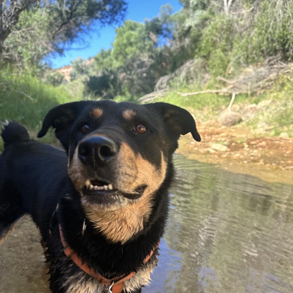 Roxy, an adoptable Rottweiler in Kanab, UT, 84741 | Photo Image 6