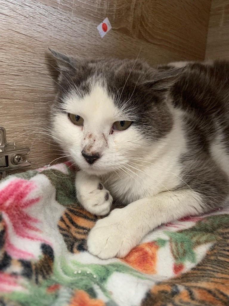 Buffy, an adoptable Domestic Short Hair in Heber City, UT, 84032 | Photo Image 2