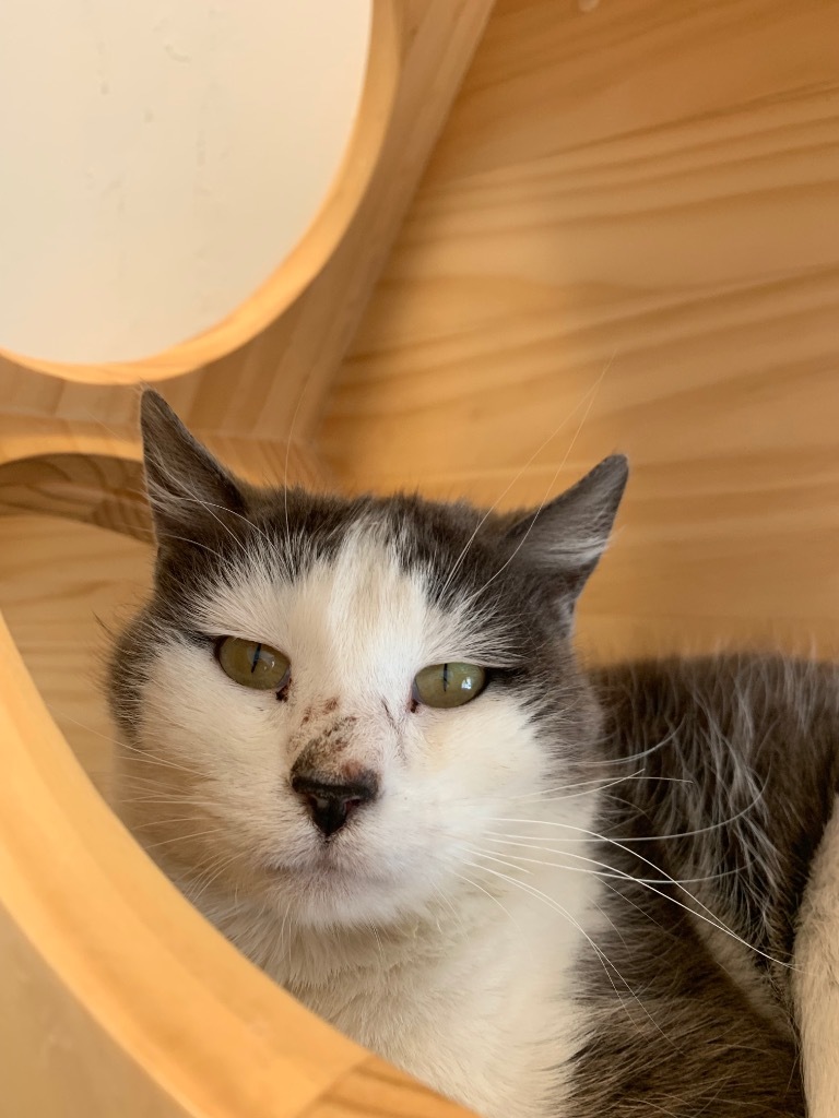 Buffy, an adoptable Domestic Short Hair in Heber City, UT, 84032 | Photo Image 3