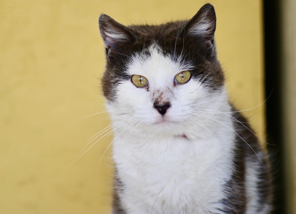 Buffy, an adoptable Domestic Short Hair in Heber City, UT, 84032 | Photo Image 4