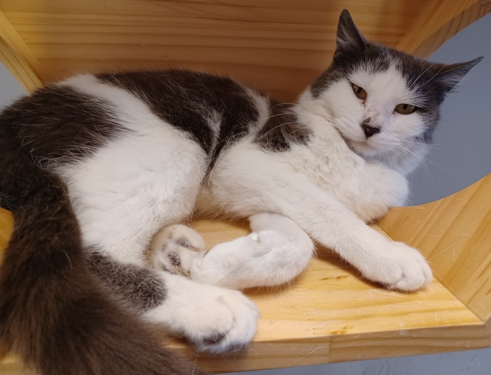 Buffy, an adoptable Domestic Short Hair in Heber City, UT, 84032 | Photo Image 5