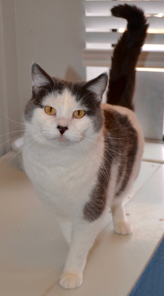 Buffy, an adoptable Domestic Short Hair in Heber City, UT, 84032 | Photo Image 6