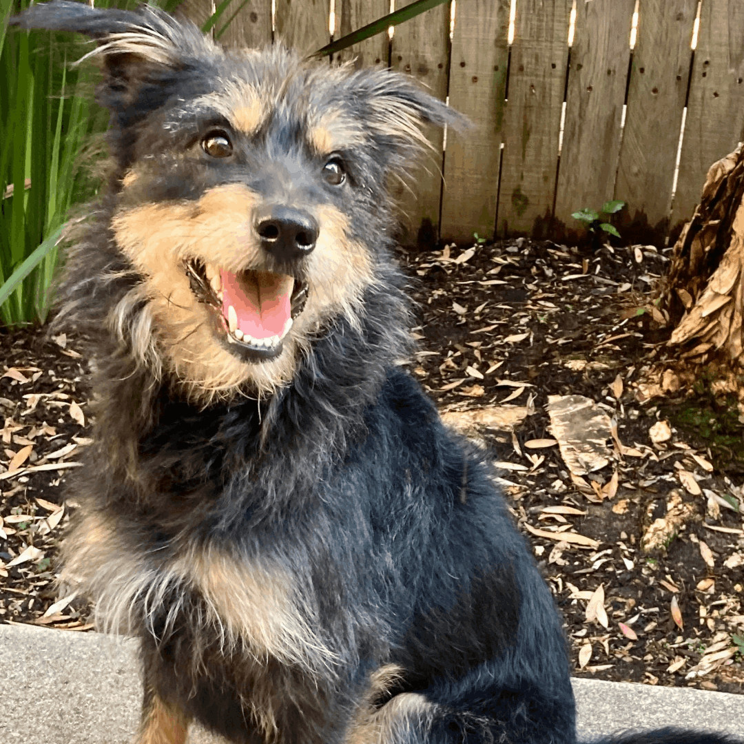 Dog for adoption - Handsome Hiro, a Klee Kai & Alaskan Malamute Mix in Long  Beach, CA