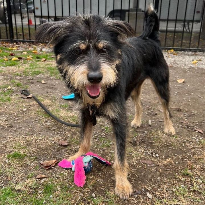 Archie, an adoptable Terrier & Schnauzer Mix in Long Beach, CA_image-3