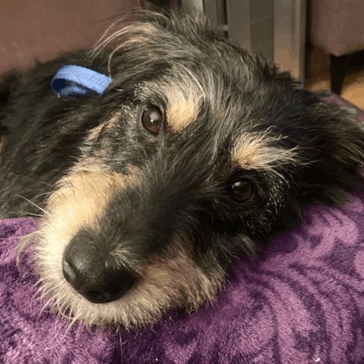 Archie, an adoptable Terrier & Schnauzer Mix in Long Beach, CA_image-6
