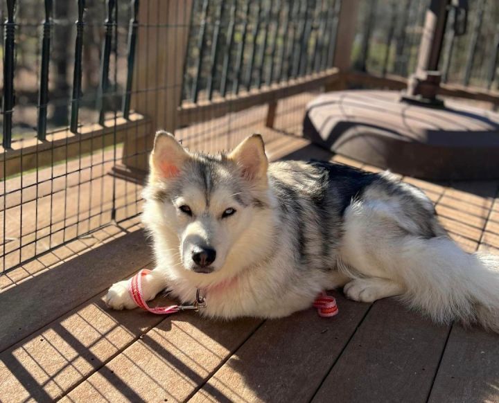 Dog for adoption - Lady , a Husky & Collie Mix in New Hyde Park, NY |  Petfinder