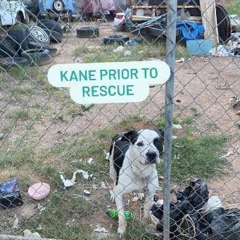 Kane, an adoptable Collie & American Staffordshire Terrier Mix in Phoenix, AZ_image-2