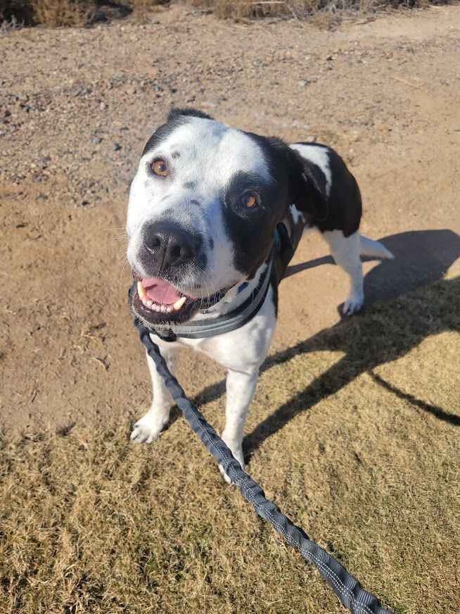 Kane, an adoptable Collie & American Staffordshire Terrier Mix in Phoenix, AZ_image-4