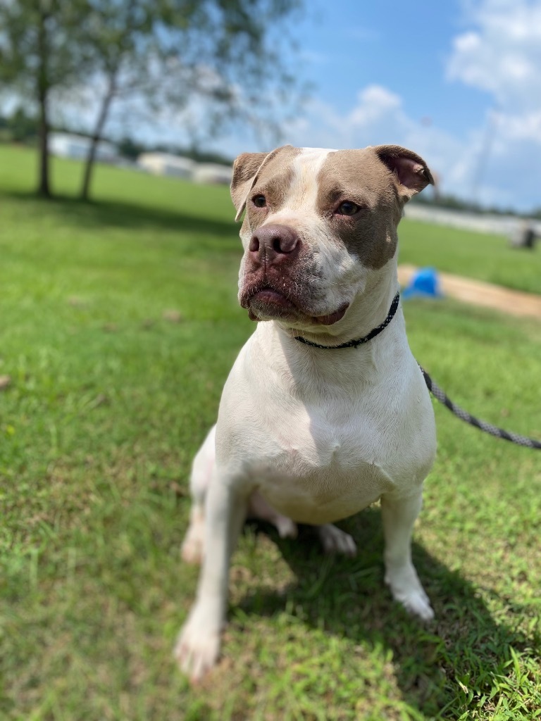 Jed, an adoptable Pit Bull Terrier in Saint Francisville, LA, 70775 | Photo Image 1