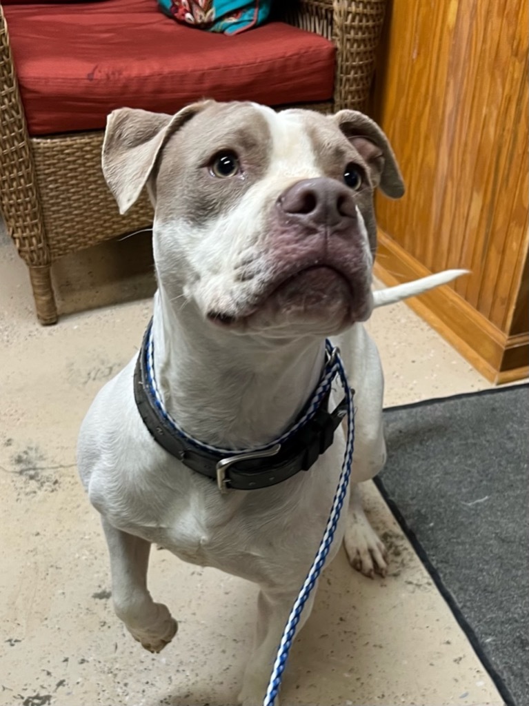 Jed, an adoptable Pit Bull Terrier in Saint Francisville, LA, 70775 | Photo Image 2