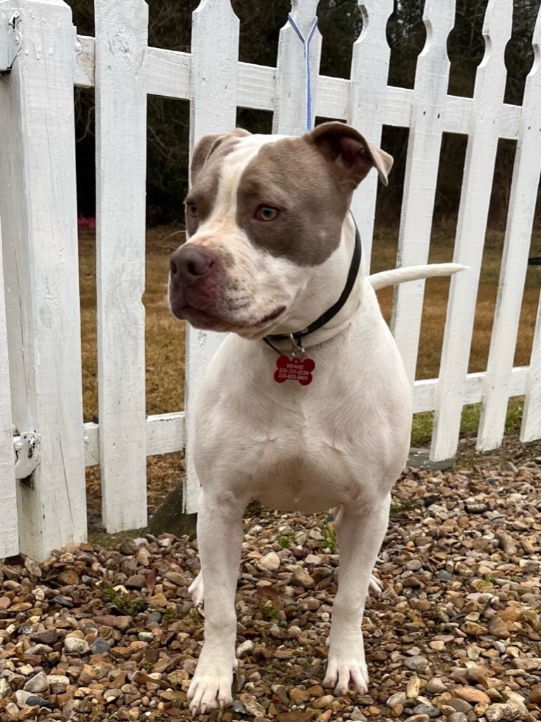 Jed, an adoptable Pit Bull Terrier in Saint Francisville, LA, 70775 | Photo Image 3