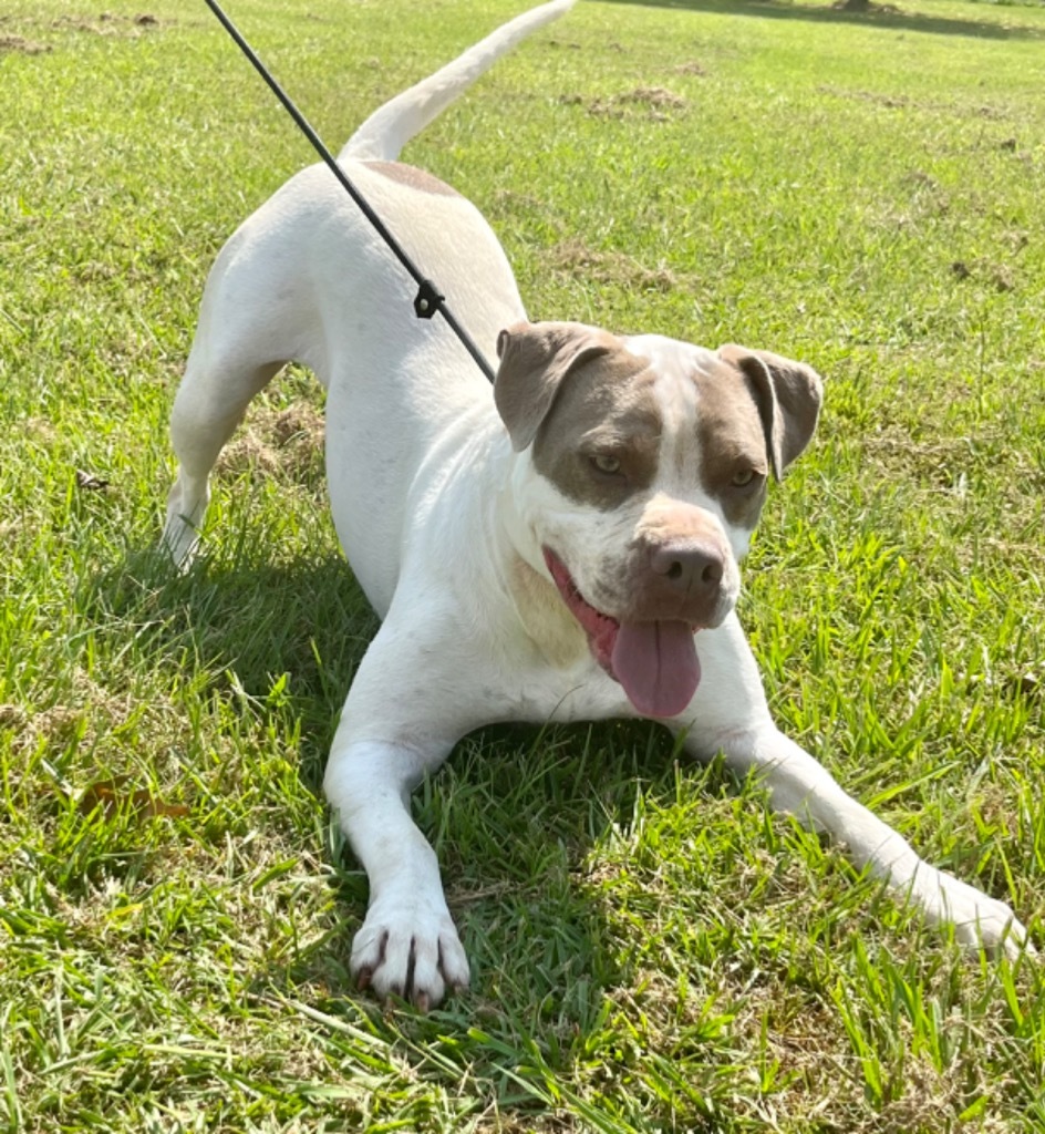 Jed, an adoptable Pit Bull Terrier in Saint Francisville, LA, 70775 | Photo Image 4