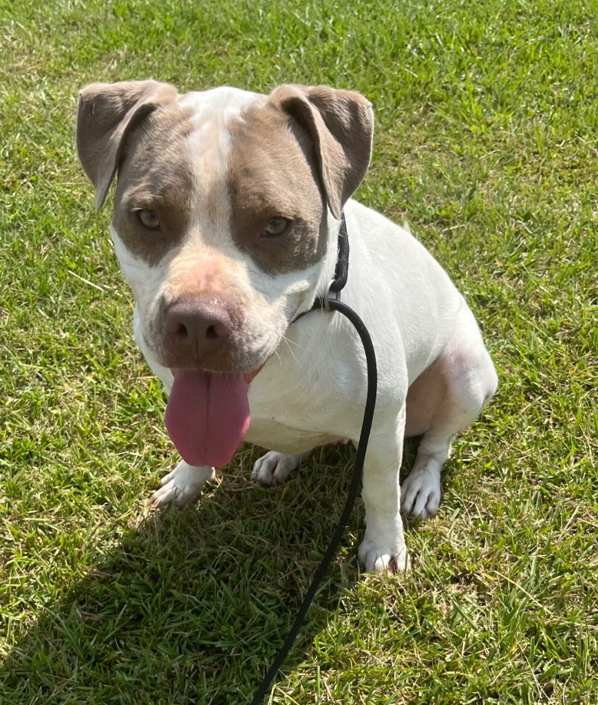 Jed, an adoptable Pit Bull Terrier in Saint Francisville, LA, 70775 | Photo Image 5