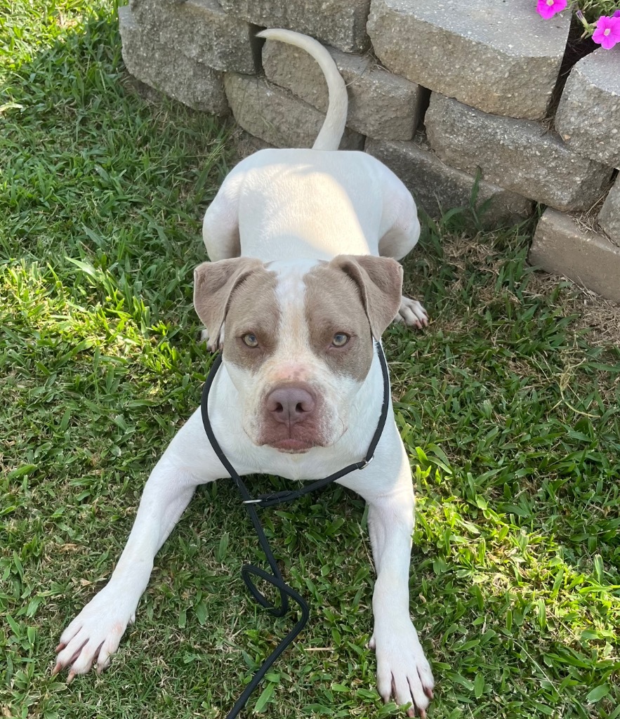 Jed, an adoptable Pit Bull Terrier in Saint Francisville, LA, 70775 | Photo Image 6