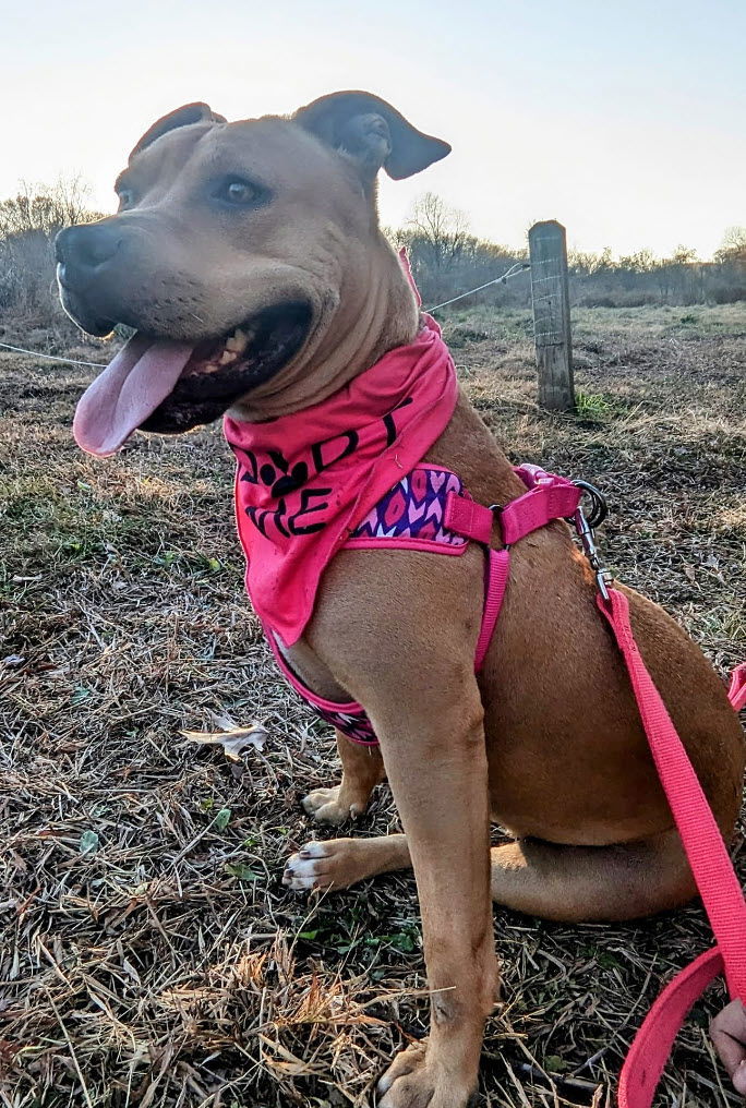 Pinkie, an adoptable American Staffordshire Terrier in St. Ann, MO, 63074 | Photo Image 1