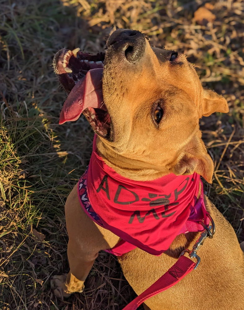 Pinkie, an adoptable American Staffordshire Terrier in St. Ann, MO, 63074 | Photo Image 2