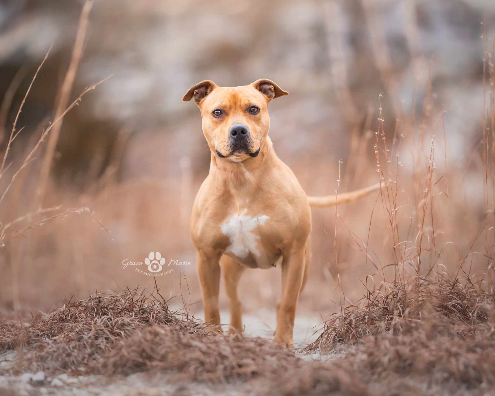 Pinkie, an adoptable American Staffordshire Terrier in St. Ann, MO, 63074 | Photo Image 3