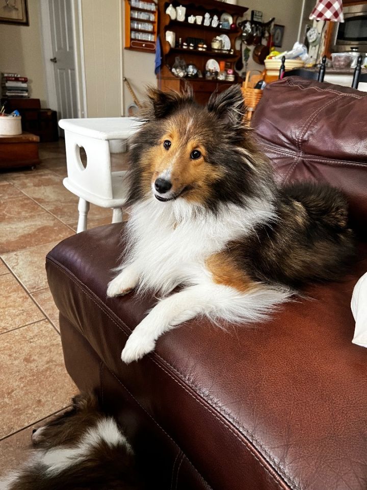 Sheltie adoption best sale