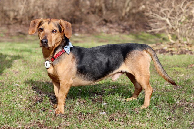 LOWIE JOEY, an adoptable Shepherd, Beagle in Franklin, TN, 37069 | Photo Image 1