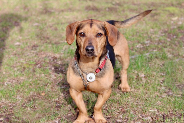 LOWIE JOEY, an adoptable Shepherd, Beagle in Franklin, TN, 37069 | Photo Image 2