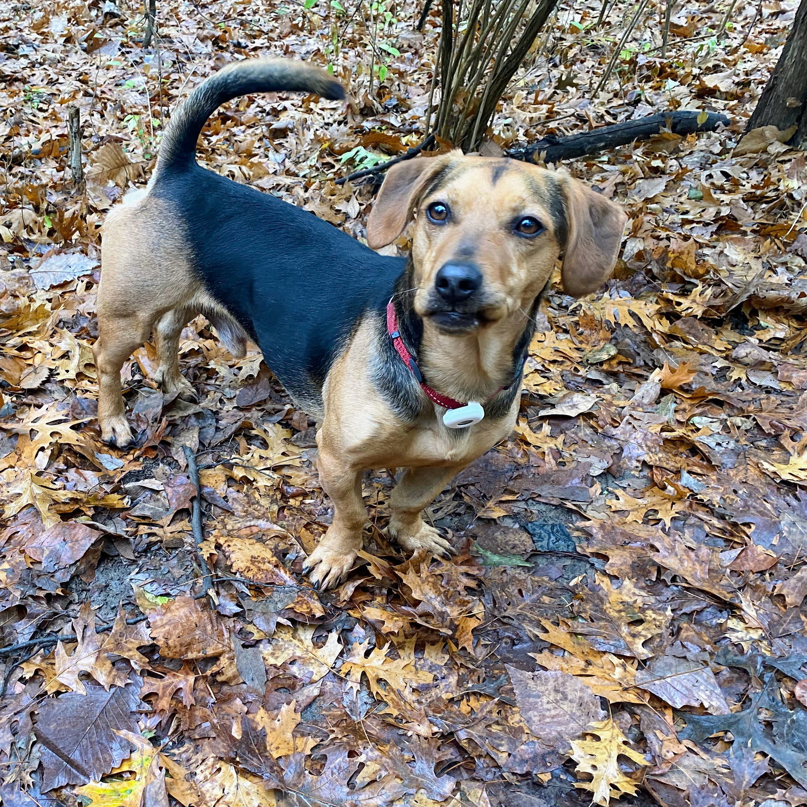 LOWIE JOEY, an adoptable Shepherd, Beagle in Franklin, TN, 37069 | Photo Image 3