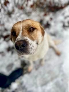 Lexi, an adoptable Cattle Dog in Kellogg, ID, 83837 | Photo Image 5