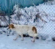 Lexi, an adoptable Cattle Dog in Kellogg, ID, 83837 | Photo Image 6