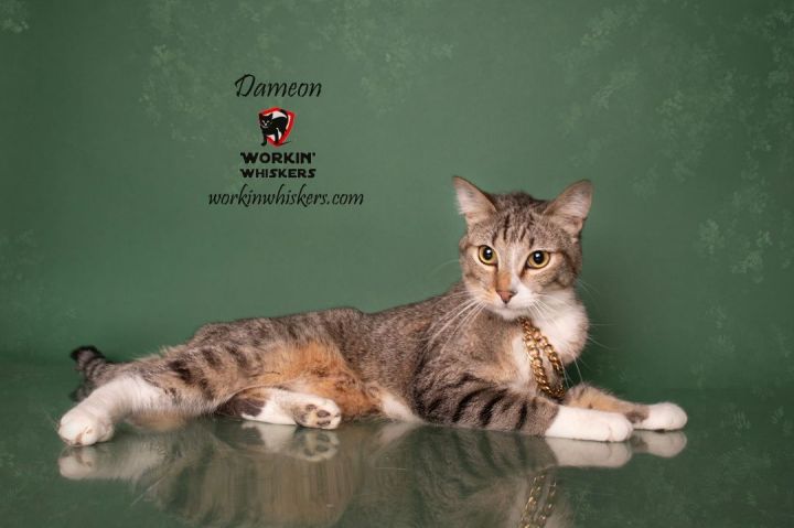 DAMEON, an adoptable Abyssinian & Domestic Short Hair Mix in HEMET, CA_image-2