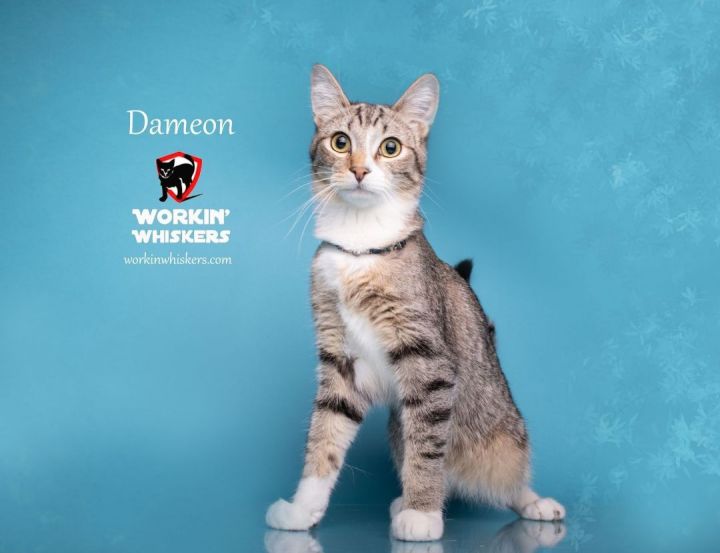 DAMEON, an adoptable Abyssinian & Domestic Short Hair Mix in HEMET, CA_image-6