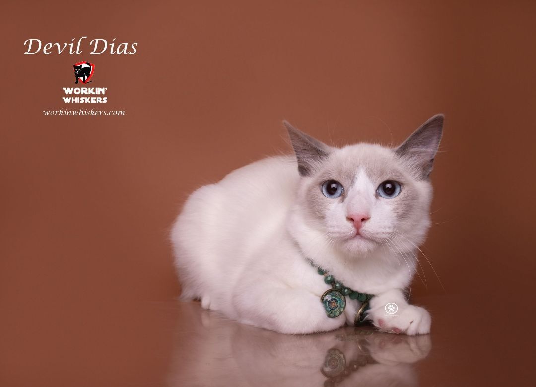 DEVIL DIAS, an adoptable Siamese, Snowshoe in HEMET, CA, 92544 | Photo Image 2