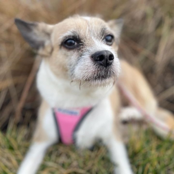 Delilah, an adopted Chihuahua & Terrier Mix in Queenstown, MD_image-1