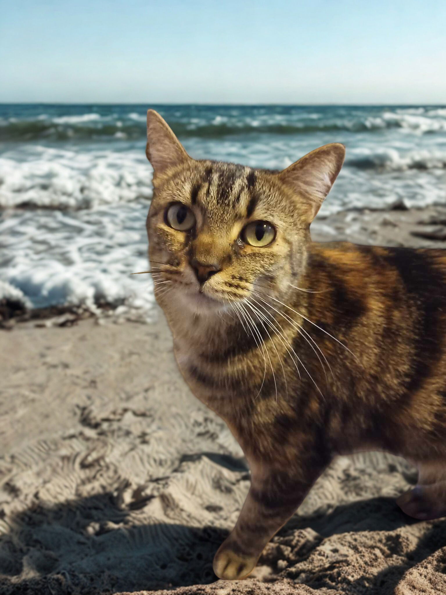 Safari, an adoptable Domestic Short Hair in Camden, SC, 29021 | Photo Image 1