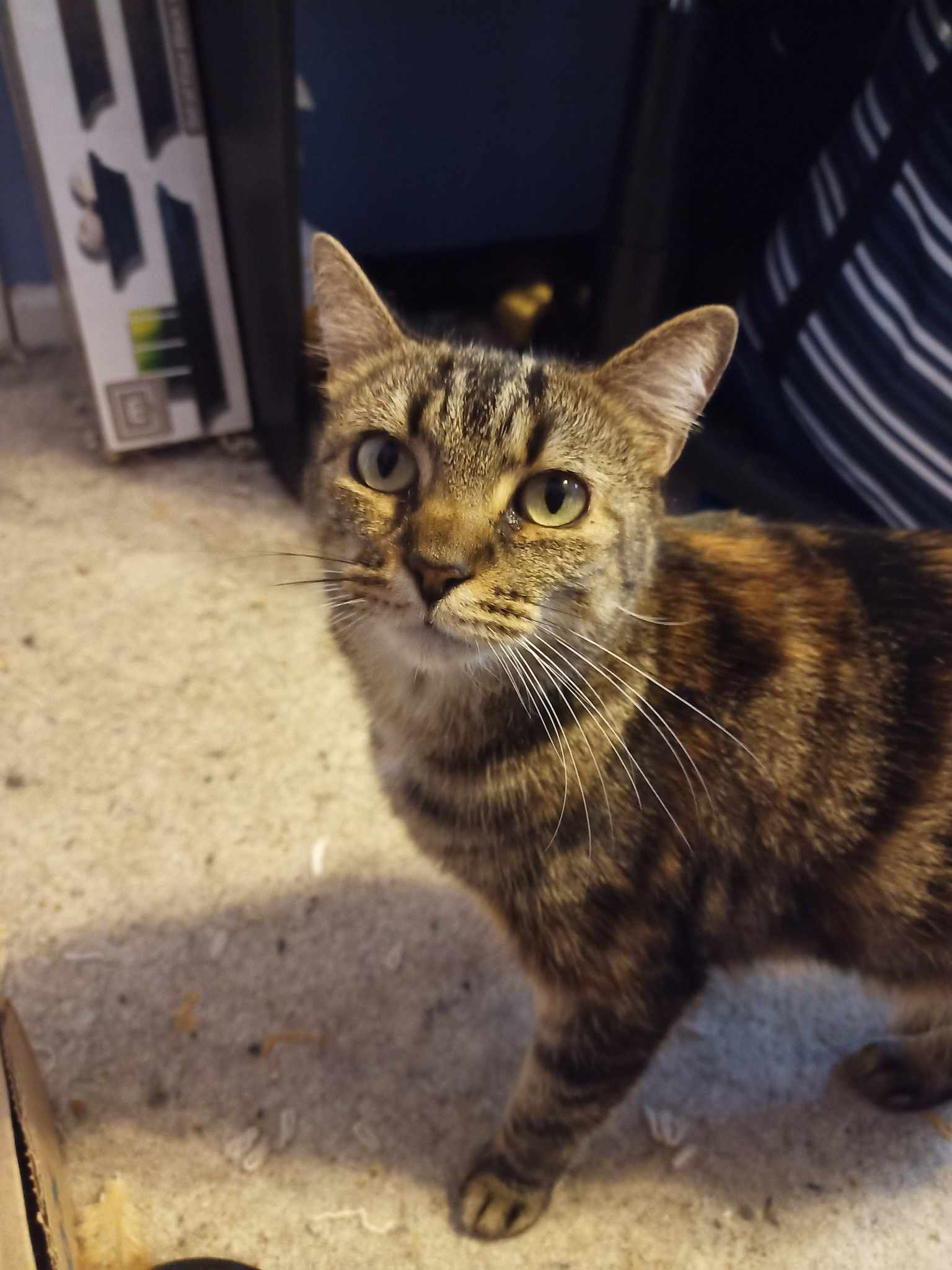 Safari, an adoptable Domestic Short Hair in Camden, SC, 29021 | Photo Image 3