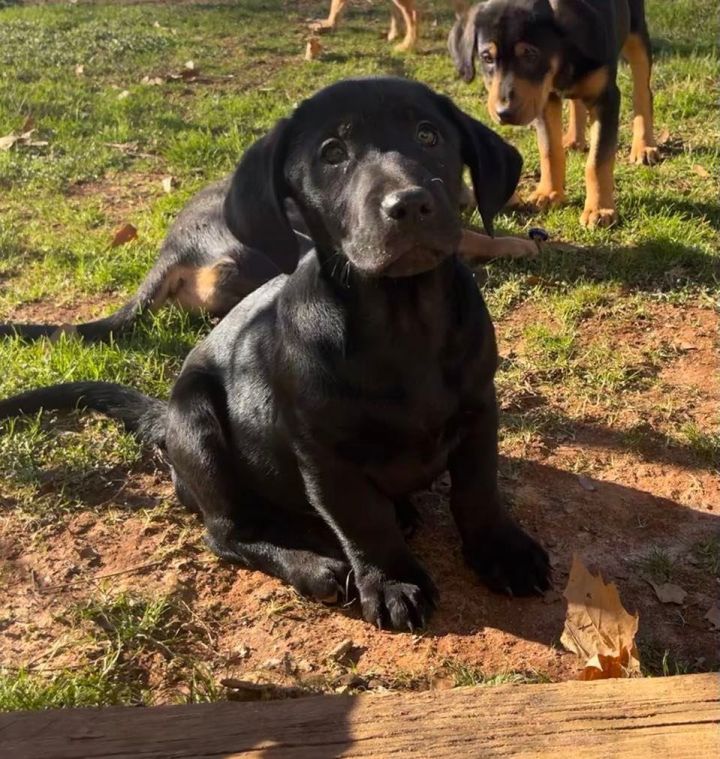 Black Lab Basset Hound Mix
