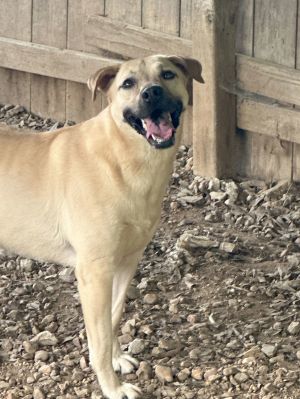 Bionda, Young Male Yellow Labrador Retriever