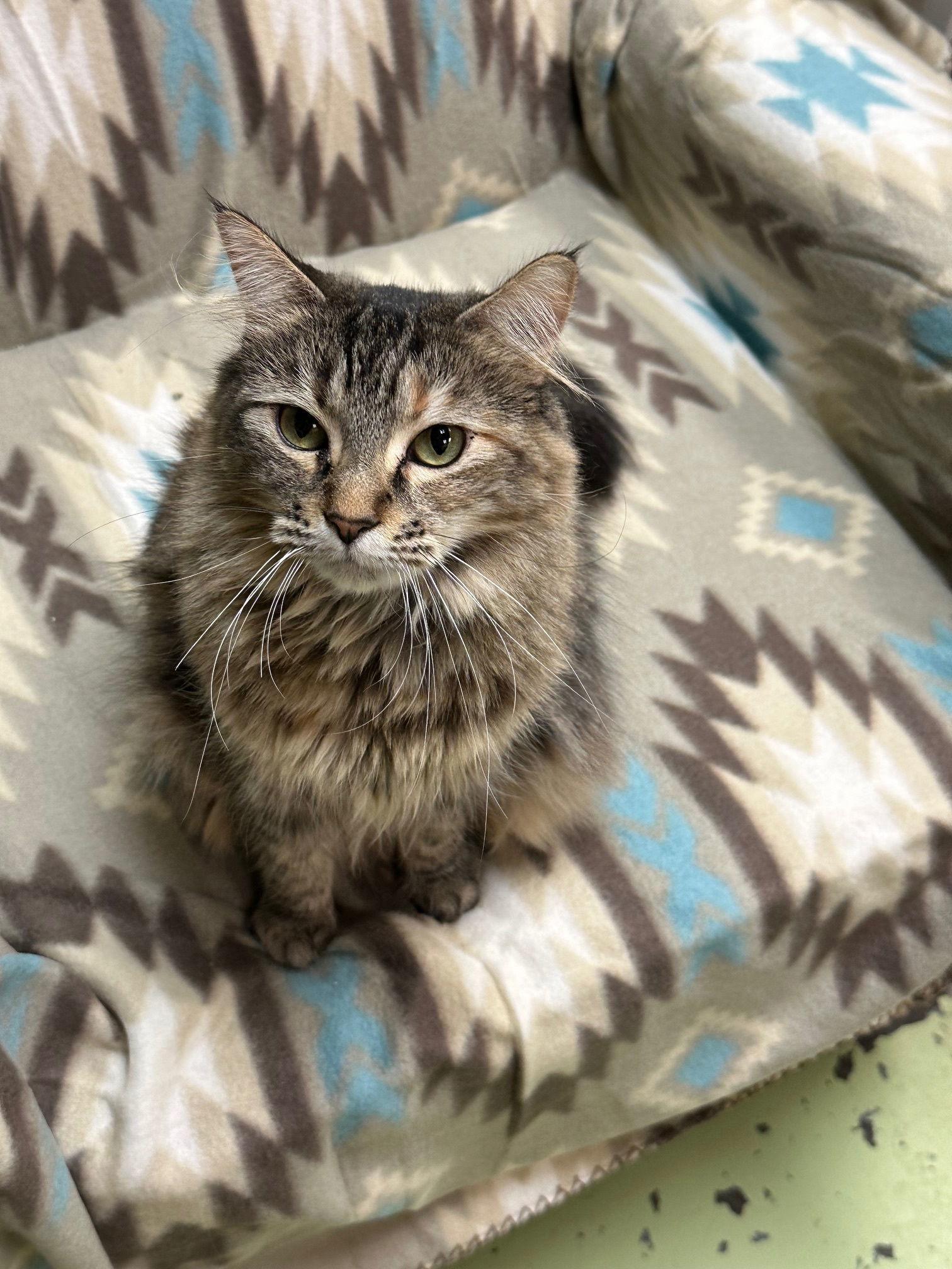 Ellie, an adoptable Domestic Medium Hair in Jackson, MS, 39213 | Photo Image 1