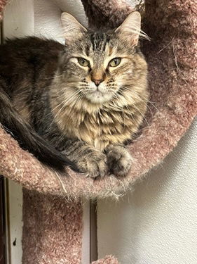 Ellie, an adoptable Domestic Medium Hair in Jackson, MS, 39213 | Photo Image 2