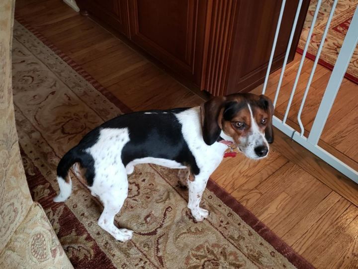 Deiter, an adoptable Beagle in Rochester, MN_image-2