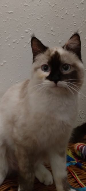 petfinder ragdoll