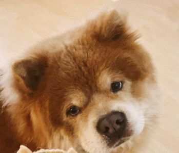 Sushi~Courtesy post located in central MN, an adoptable Chow Chow in Luverne, MN, 56156 | Photo Image 1