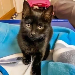 Zelda was rescued off the streets when she was very young This adorable pocket panther is very swee