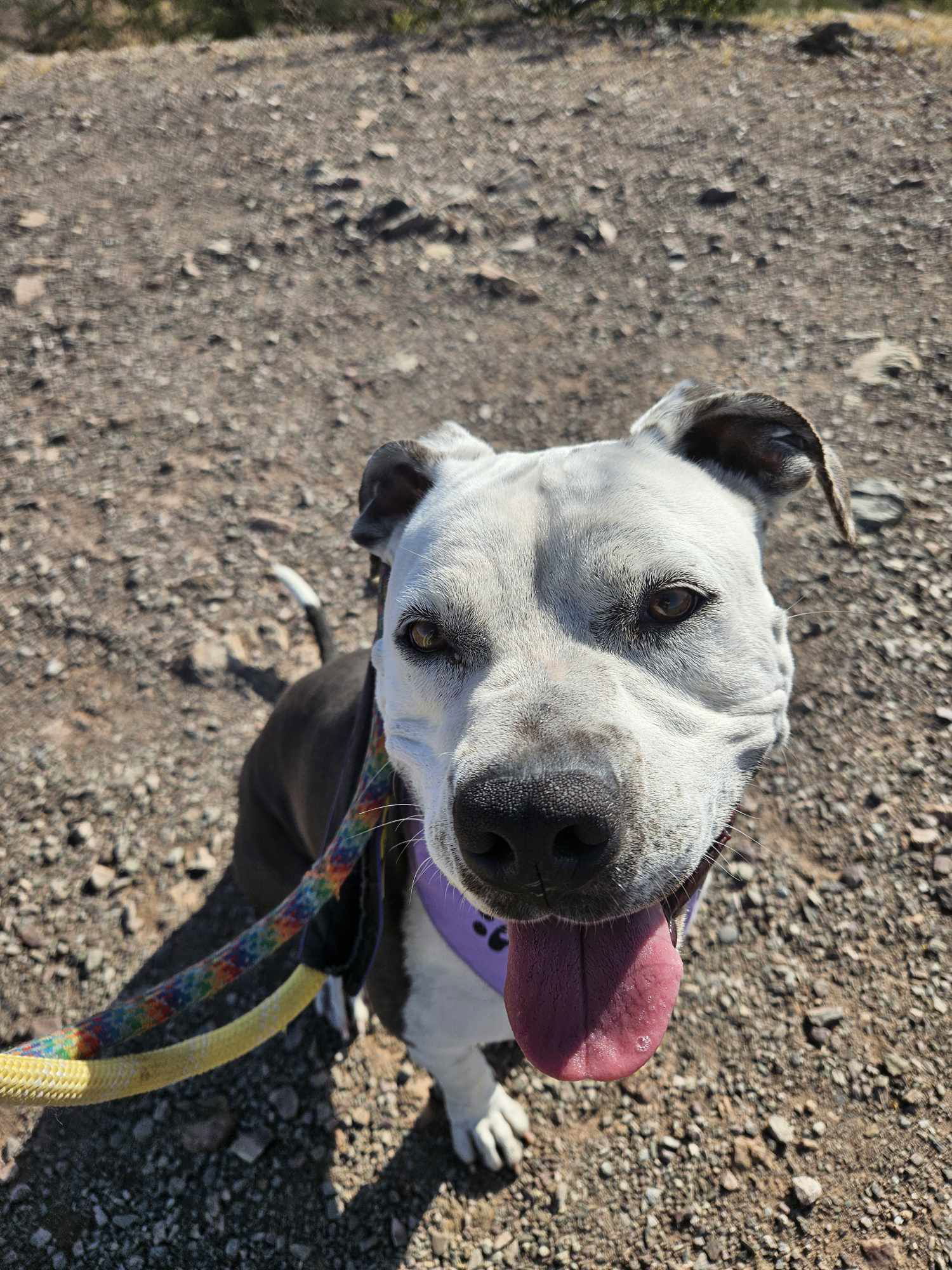 Taffy, an adoptable Pit Bull Terrier in Phoenix, AZ, 85017 | Photo Image 1