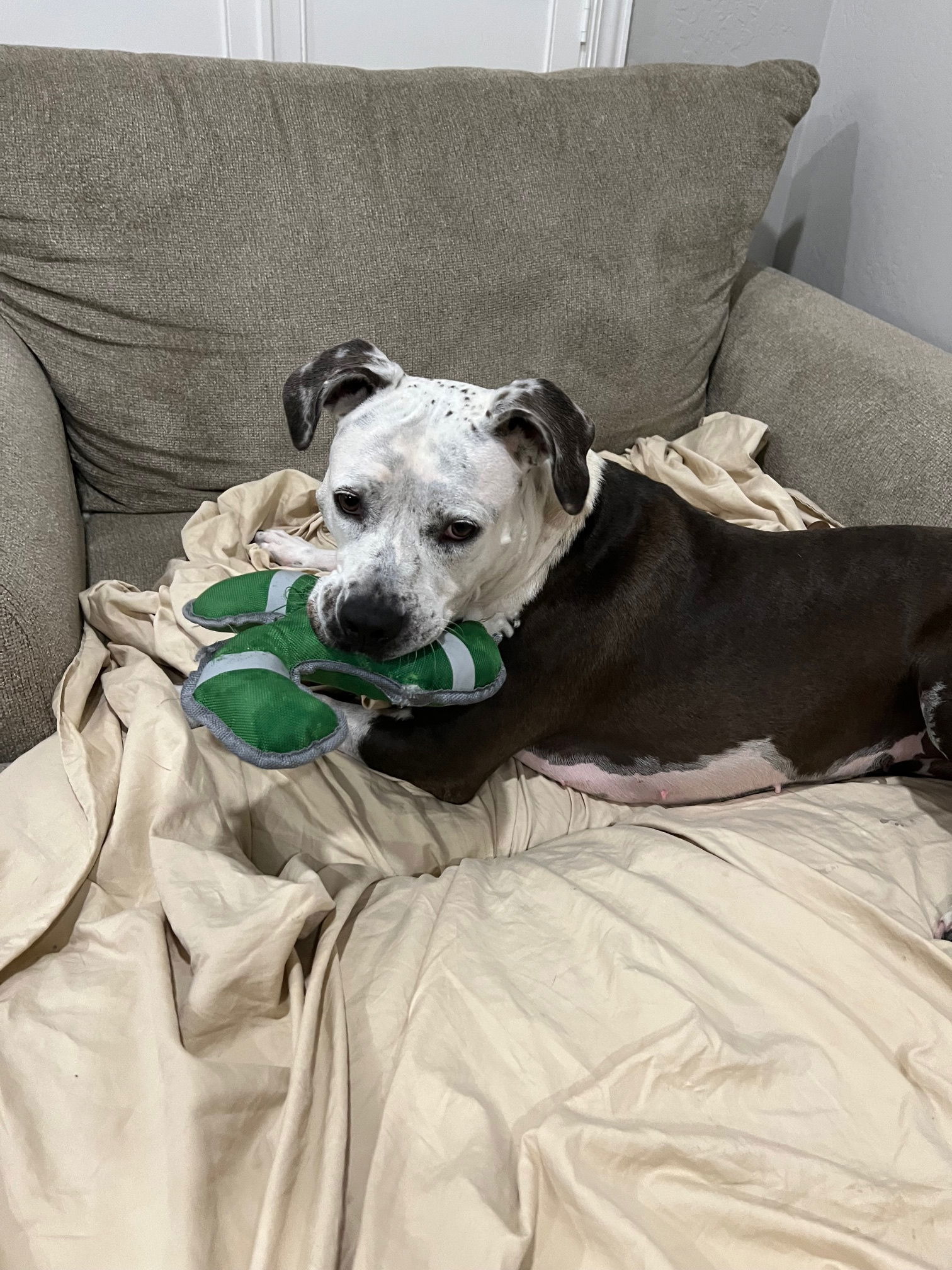Taffy, an adoptable Pit Bull Terrier in Phoenix, AZ, 85017 | Photo Image 1
